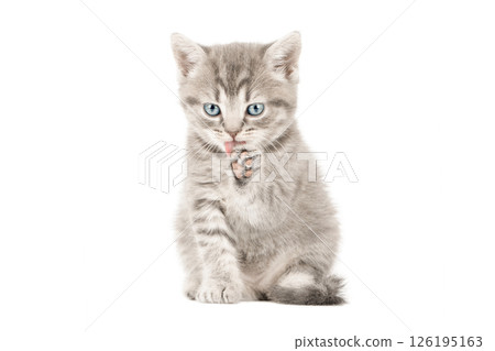 gray cat on isolated white background 126195163