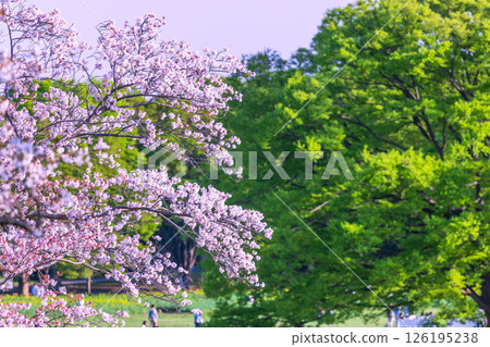 東京公園裡盛開的櫻花和新鮮的綠樹 126195238