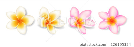 Colorful Plumeria Flowers on White Background 126195334