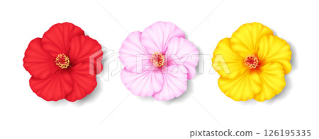 Realistic Red Pink Yellow Hibiscus Flowers on White Realistic Red Pink Yellow Hibiscus Flowers on White 126195335