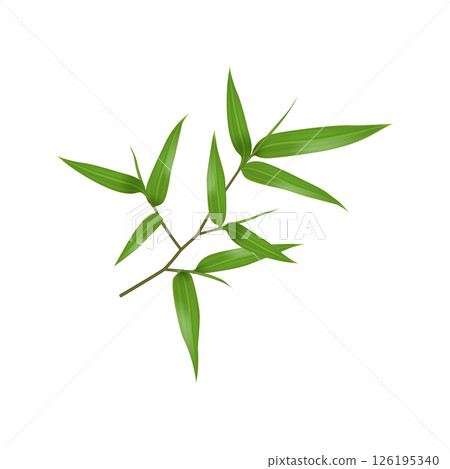 Realistic Bamboo Branch with Green Leaves 126195340