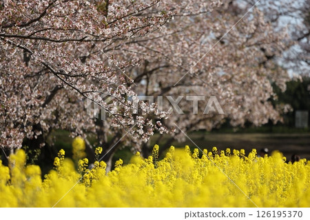 櫻花和油菜花 櫻花和油菜花 126195370