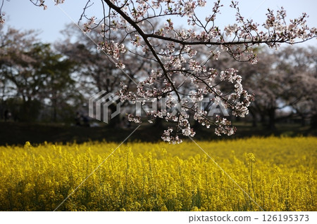櫻花和油菜花 櫻花和油菜花 126195373