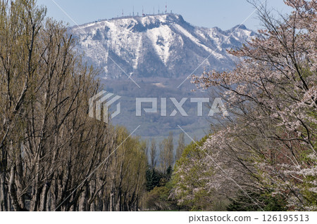 前田林館的野櫻花盛開 126195513