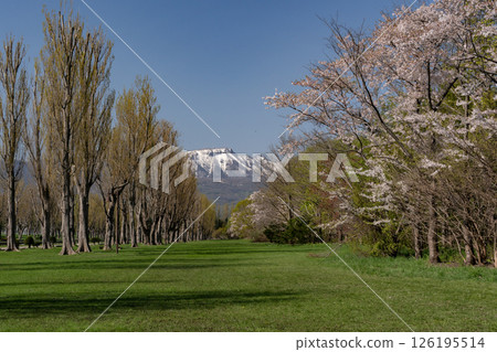 前田林館的野櫻花盛開 126195514