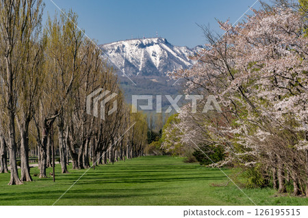前田林館的野櫻花盛開 126195515
