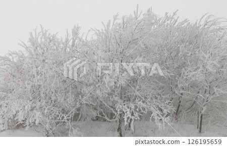 snow-covered Christmas trees in the winter forest on the Wasserkuppe mountain in Hesse Germany 126195659