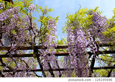Wisteria flowers shining in the blue sky 126195696