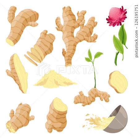 Ginger root set. Aromatic herbal spice. Food ingredient, natural herb plant, whole and sliced. Fresh and raw vegetable in cartoon flat style. Vector illustration isolated on white background Ginger root set. Aromatic herbal spice. Food ingredient, natural herb plant, whole and sliced. Fresh and raw vegetable in cartoon flat style. Vector illustration isolated on white background 126195751