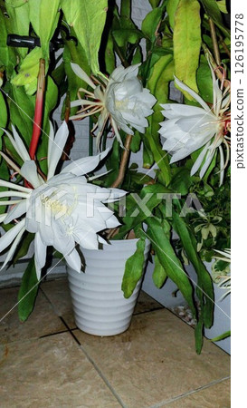 Tsukisa Tsukisa 126195778