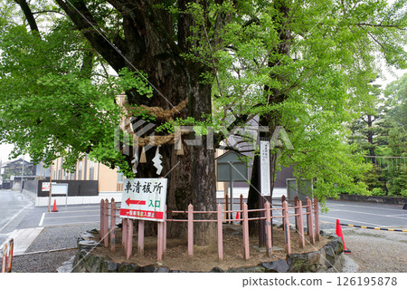 愛知縣對馬神社的銀杏樹 愛知縣對馬神社的銀杏樹 126195878