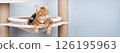 Bengal cat resting on a cat tree. 126195963