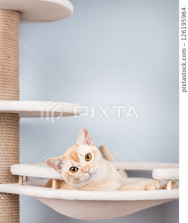 Burmese cat resting on a cat tree. Burmese cat resting on a cat tree. 126195964