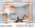 Two pedigree cats are resting on a cat tree. 126195965