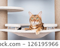 Bengal cat resting on a cat tree. 126195966