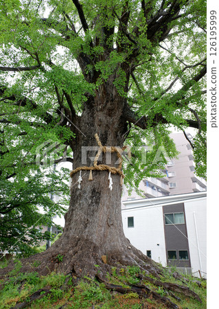 愛知縣對馬神社的大銀杏樹 126195999