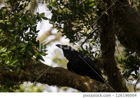 Common raven Corvus corax canariensis. Common raven Corvus corax canariensis. 126196004