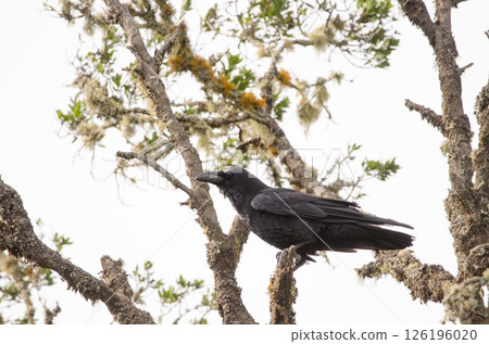 Common raven Corvus corax canariensis. Common raven Corvus corax canariensis. 126196020