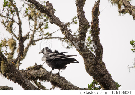 Common raven Corvus corax canariensis. Common raven Corvus corax canariensis. 126196021