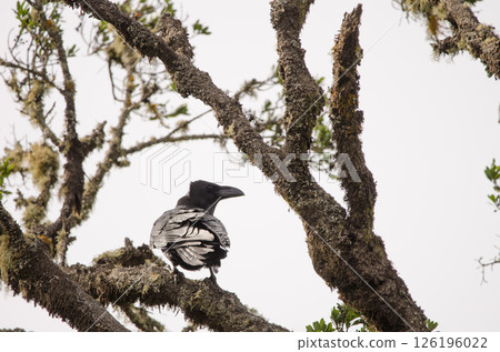 Common raven Corvus corax canariensis. Common raven Corvus corax canariensis. 126196022