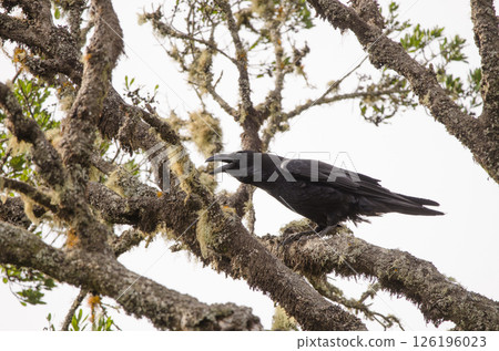 Common raven calling. Common raven calling. 126196023