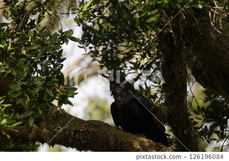 Common raven Corvus corax canariensis. Common raven Corvus corax canariensis. 126196084