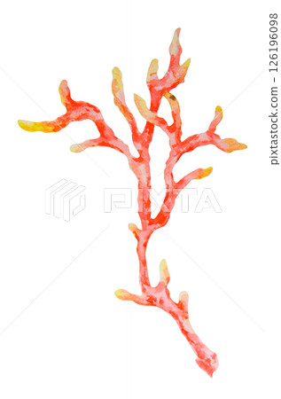 Red and yellow coral branch. Watercolor hand drawn illustration of tropical reef flora. Great for marine projects, ocean decor, children's designs, diving themes, beach visuals and summer prints 126196098