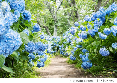 A tunnel of blue hydrangeas with sunlight filtering through the trees 126196269