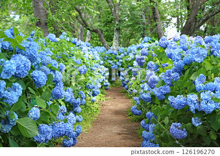 Blue hydrangea tunnel Blue hydrangea tunnel 126196270