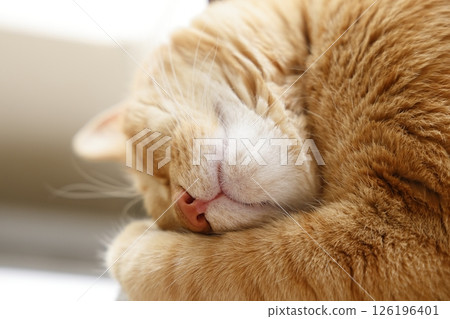 貓親子日常風景 貓親子日常風景 126196401