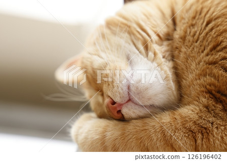 Daily scenery of cat parent and child Daily scenery of cat parent and child 126196402