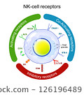 NK-cell receptors. cytotoxic lymphocyte. Immune system 126196489