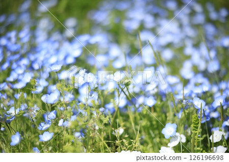 藍色的花 126196698