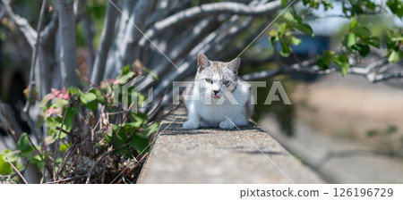 A cute stray cat relaxing on the embankment A cute stray cat relaxing on the embankment 126196729