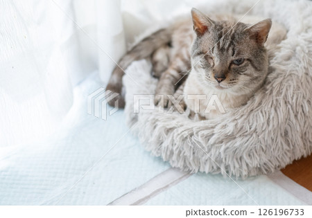 A cute cat relaxing on a cushion: Siamese tabby cat 126196733