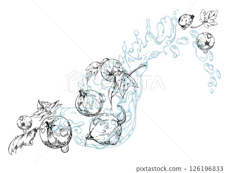 Currant gooseberry flying in water splash with leaves and dew drops, ripe garden berry juneberry casseille jostaberry. Isolated illustration hand drawn in vector ink. Cafe menu, farmers market grocery Currant gooseberry flying in water splash with leaves and dew drops, ripe garden berry juneberry casseille jostaberry. Isolated illustration hand drawn in vector ink. Cafe menu, farmers market grocery 126196833