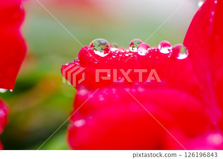 雨天:紅玫瑰花瓣上美麗的雨滴,特寫 雨天:紅玫瑰花瓣上美麗的雨滴,特寫 126196843