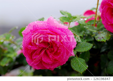 Rainy Flower Garden: Lots of raindrops on pink roses, beautiful polka dots Rainy Flower Garden: Lots of raindrops on pink roses, beautiful polka dots 126196847