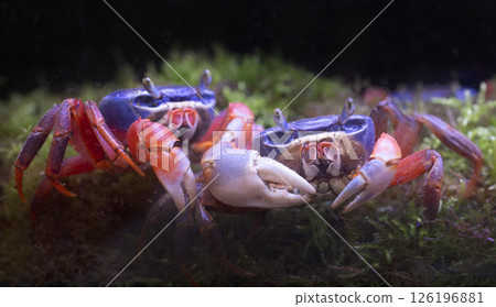 Cardisoma armatum in studio 126196881