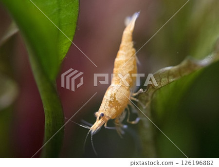 neocaridina davidi in studio 126196882