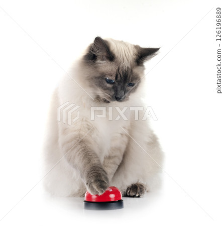 siberian cat and bell in studio siberian cat and bell in studio 126196889