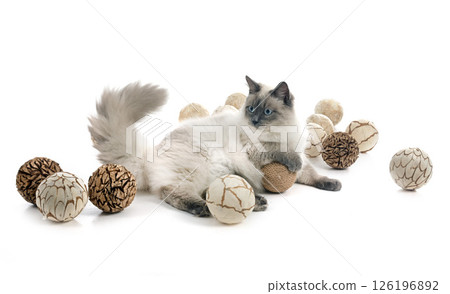 siberian cat in studio siberian cat in studio 126196892