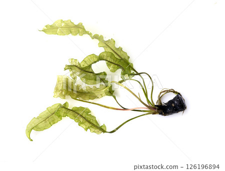 Aponogeton ulvaceus in studio 126196894