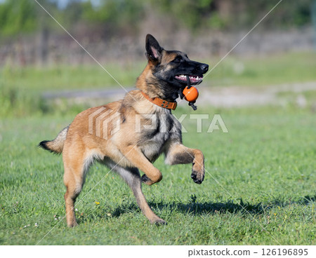 obedience training with a malinois 126196895