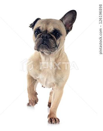 french bulldog in studio 126196898