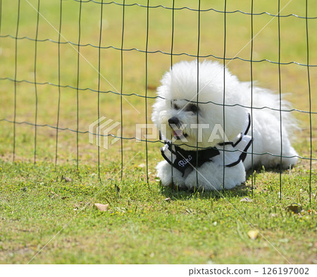 At the Mofukai 126197002