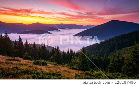 Pink sunrise over a valley with beautiful flowers and thick fog Pink sunrise over a valley with beautiful flowers and thick fog 126197490