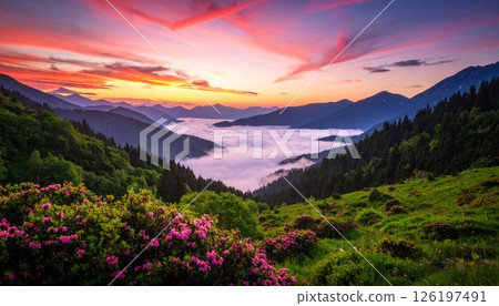 Pink sunrise over a valley with beautiful flowers and thick fog Pink sunrise over a valley with beautiful flowers and thick fog 126197491