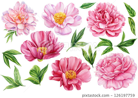 Watercolor peony flower clipart set with green leaves, pink botanical floral elements, spring wedding DIY, printable flower art 126197759