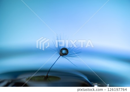 Water droplets on dandelion fluff 126197764